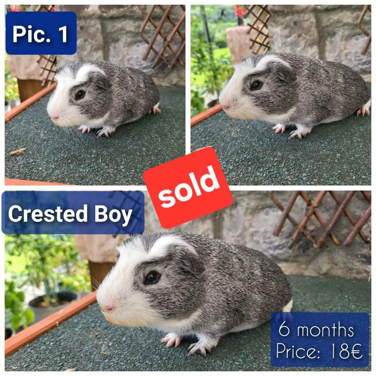 Quality Guinea Pigs for sale - Image 3