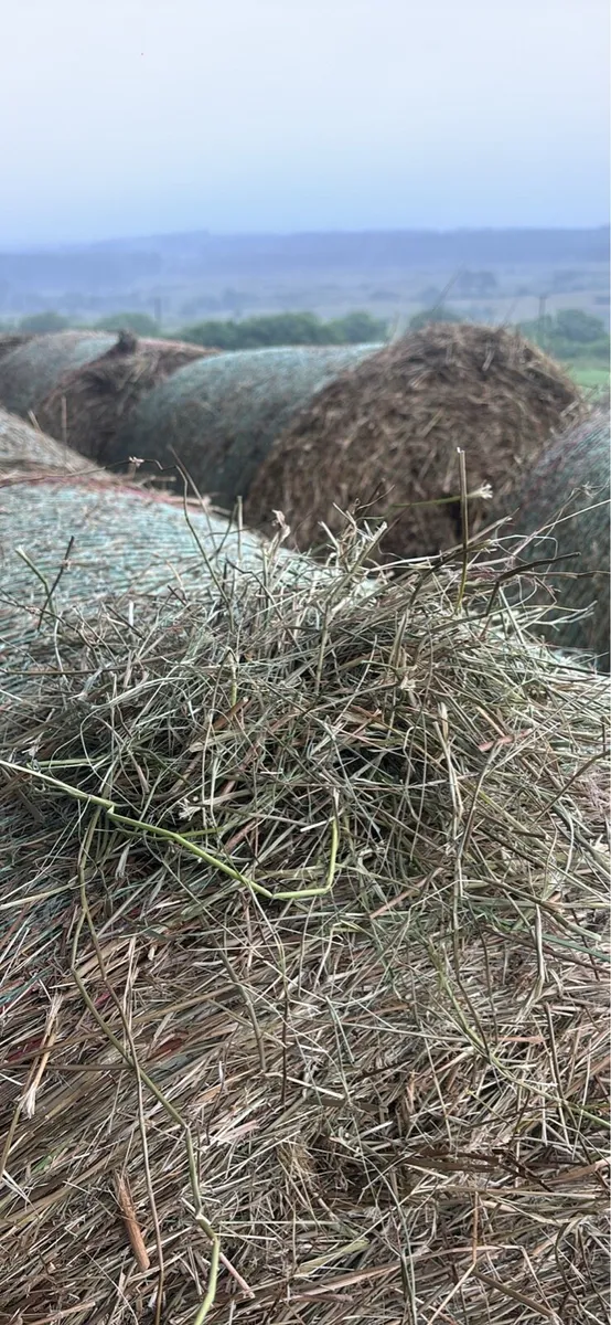 Rushy hay for bedding - Image 2
