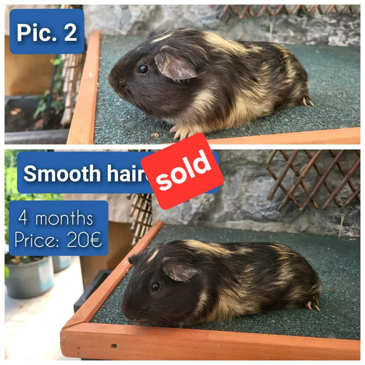 Quality Guinea Pigs for sale - Image 4