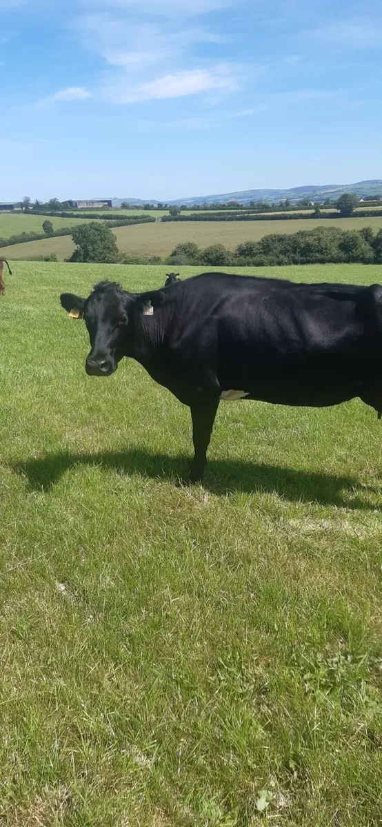 Cow - Image 1
