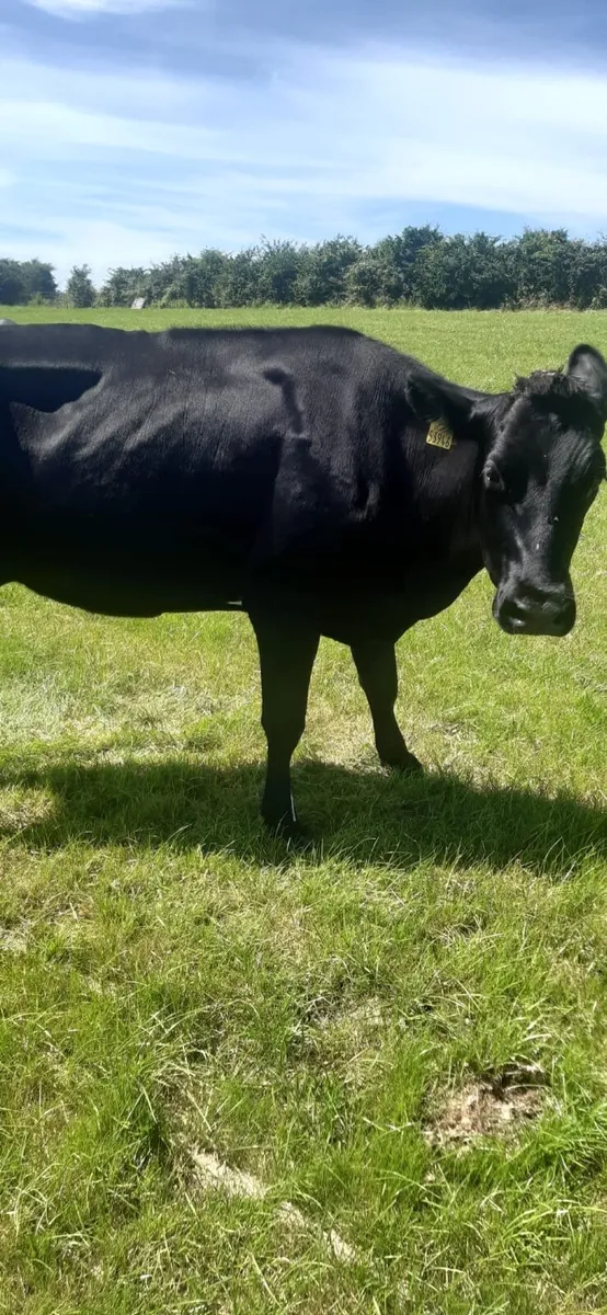 Cow - Image 2