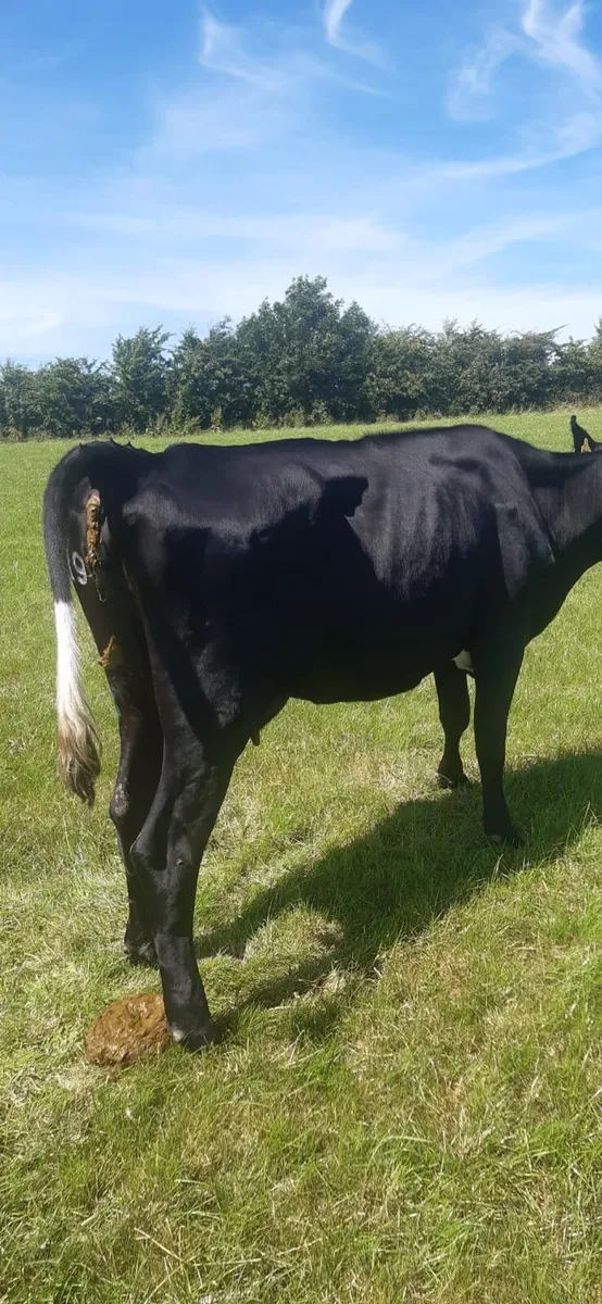 Cow - Image 3