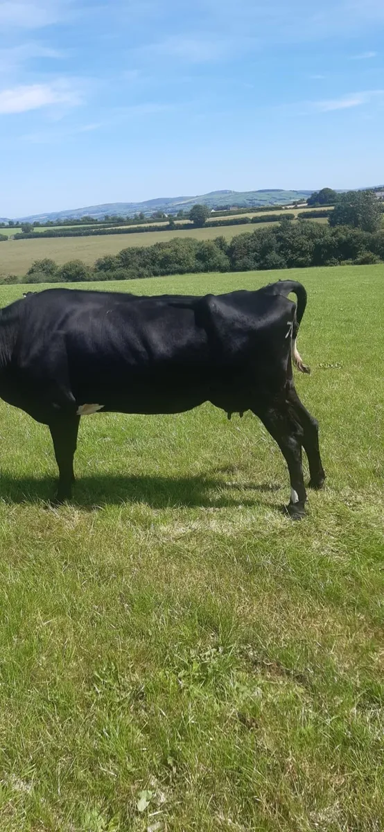 Cow - Image 4