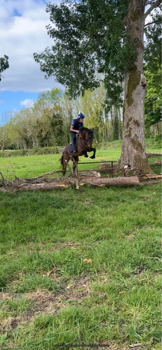 4 yr old Irish sport horse - Image 1