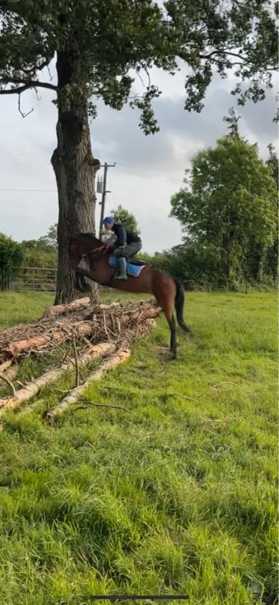 4 yr old Irish sport horse - Image 2