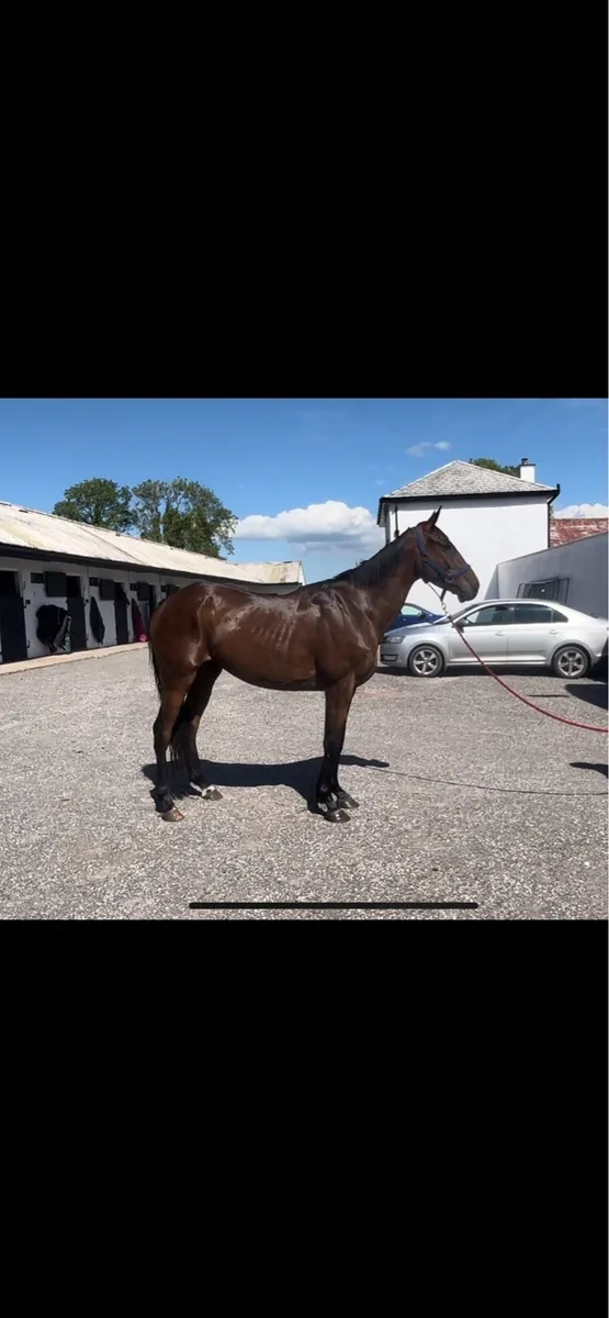 4 yr old Irish sport horse - Image 4