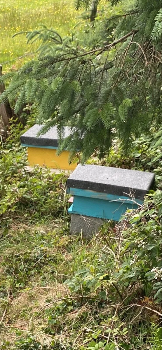 Bees & Nuc five frames