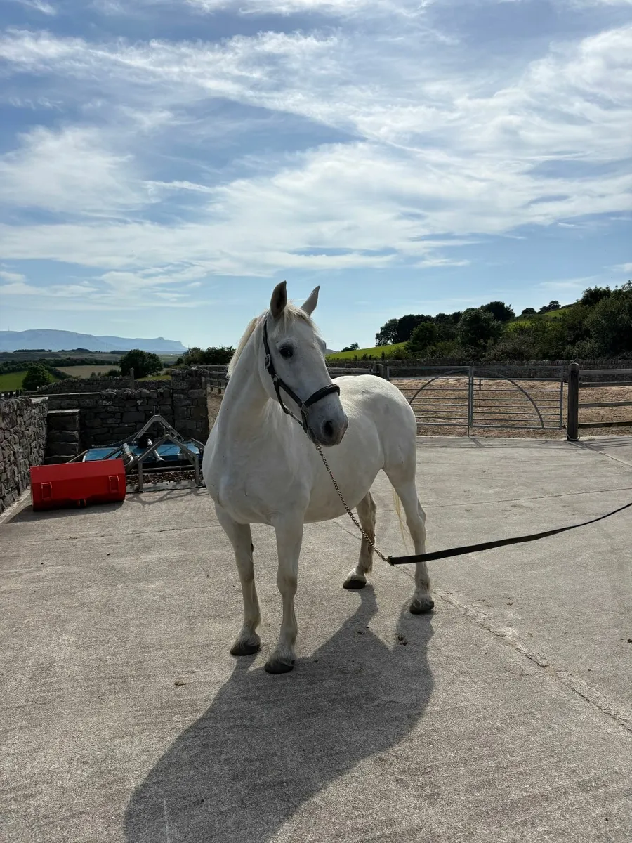 Irish Draught Mare - Image 1