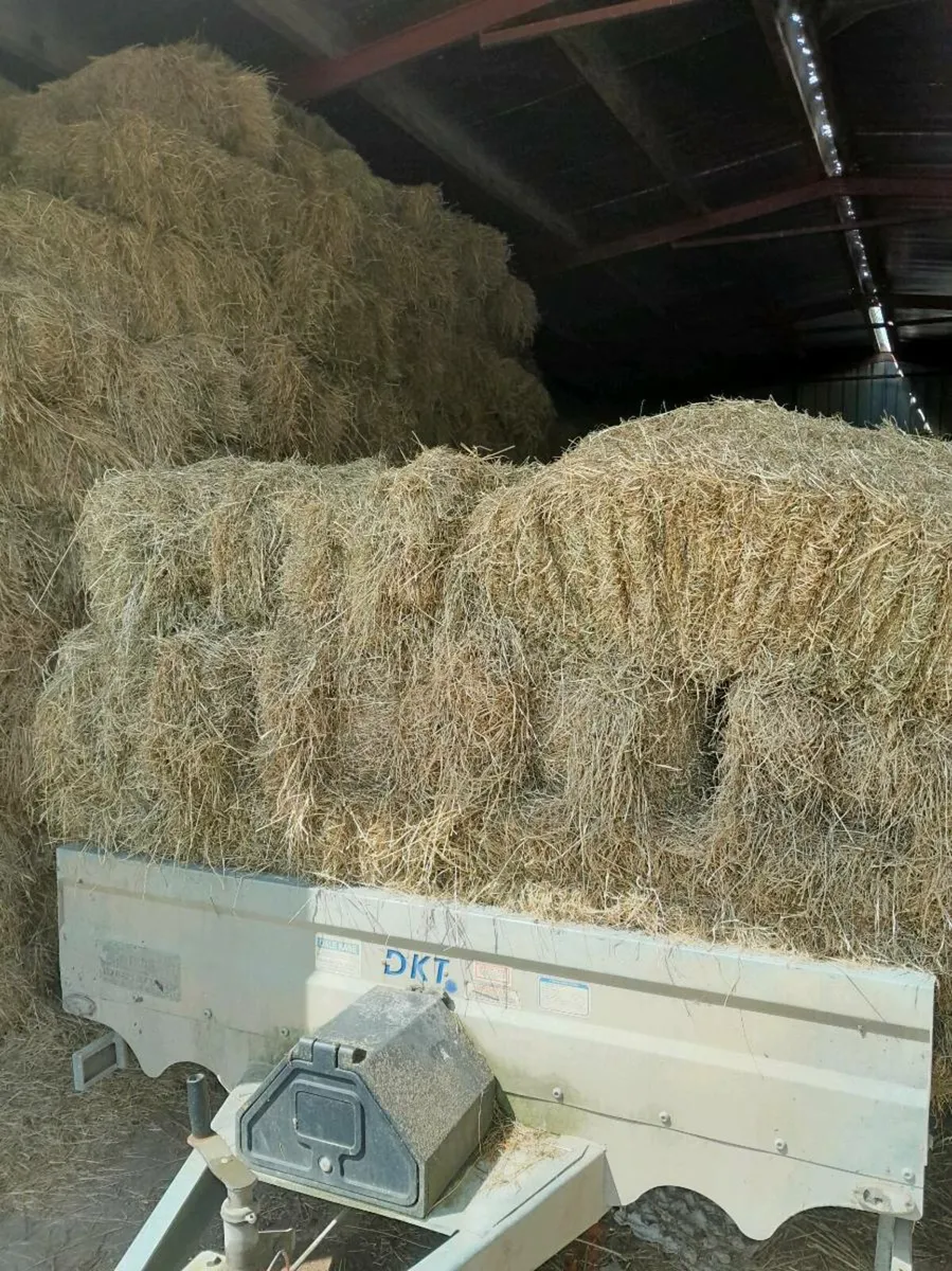 Hay for sale - Image 1