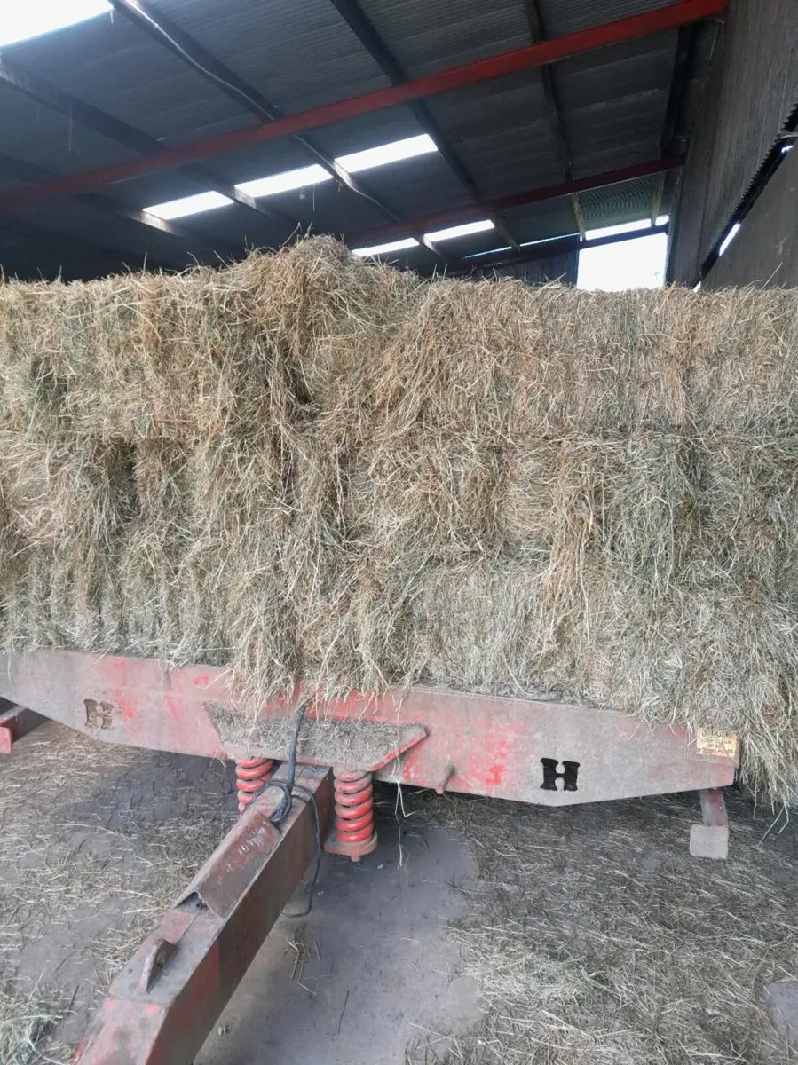 Hay for sale - Image 2