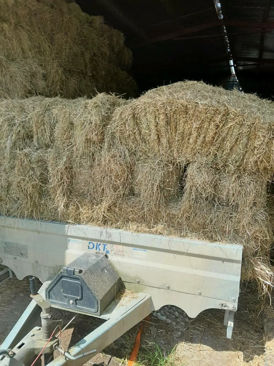 Hay for sale - Image 4