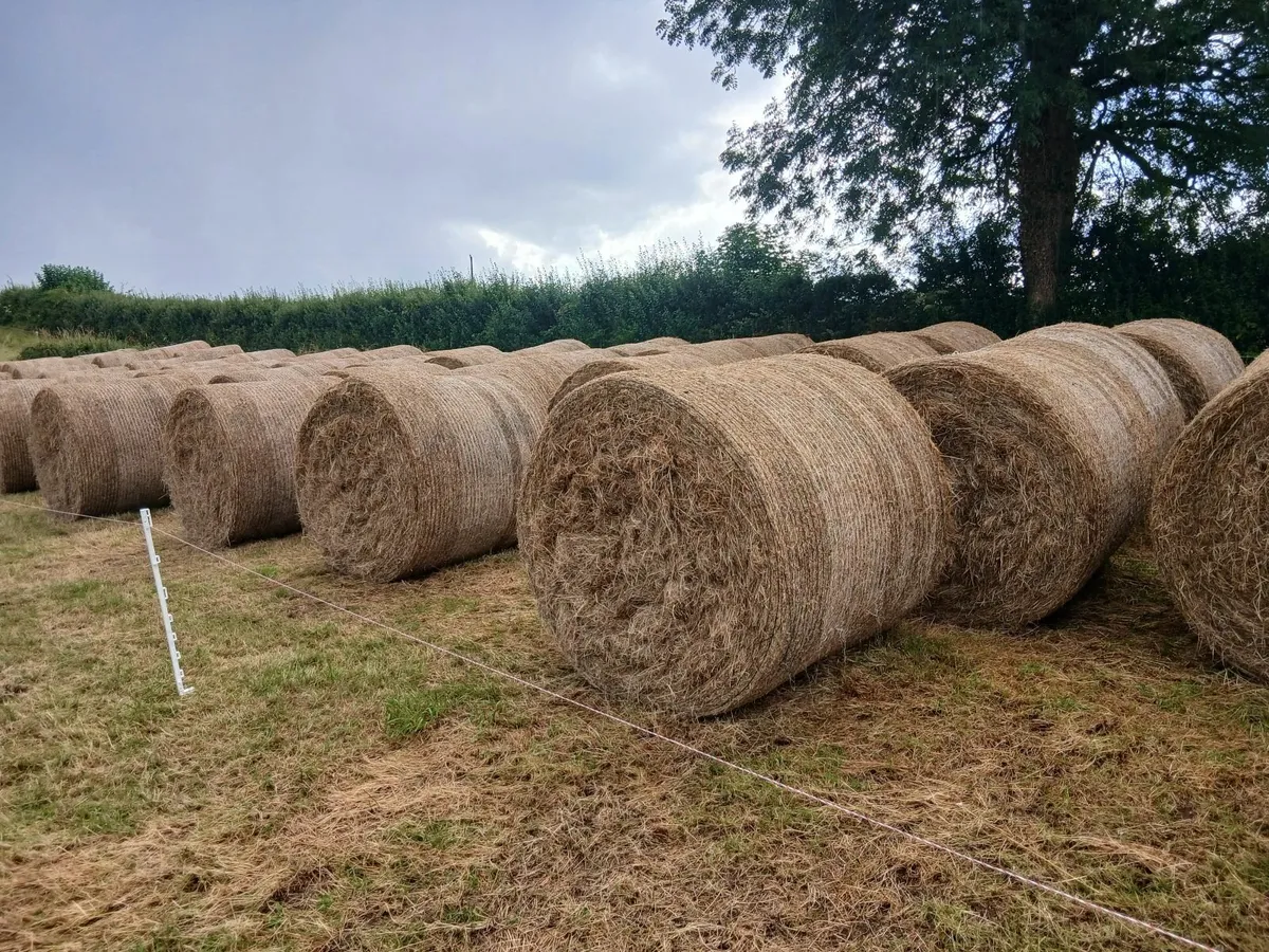 Hay - Image 1