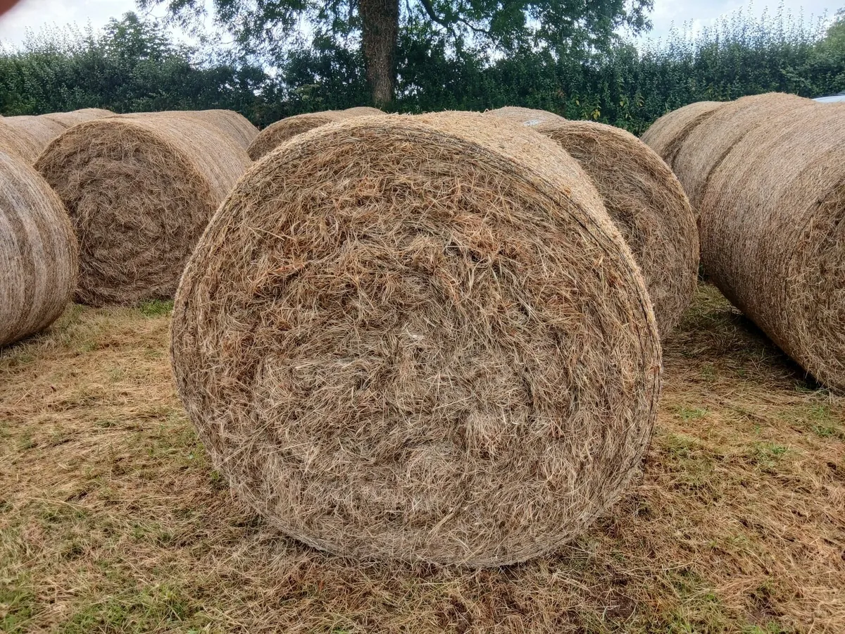 Hay - Image 2