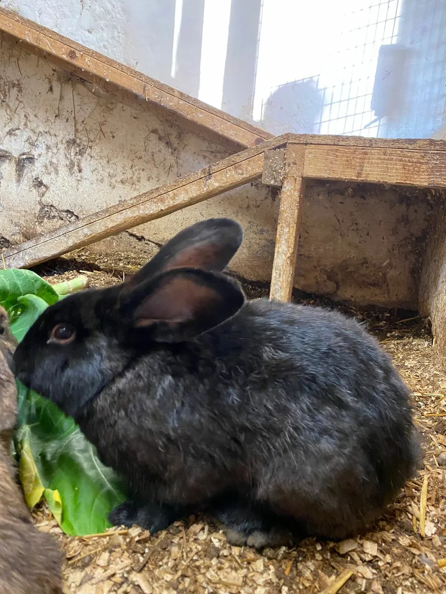 1 yr old male rabbit - Image 1