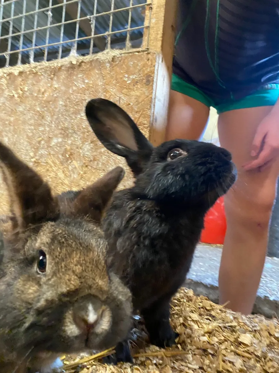 1 yr old male rabbit - Image 2