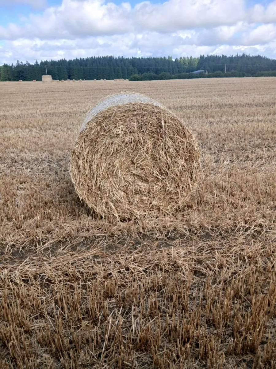 Straw - Image 1