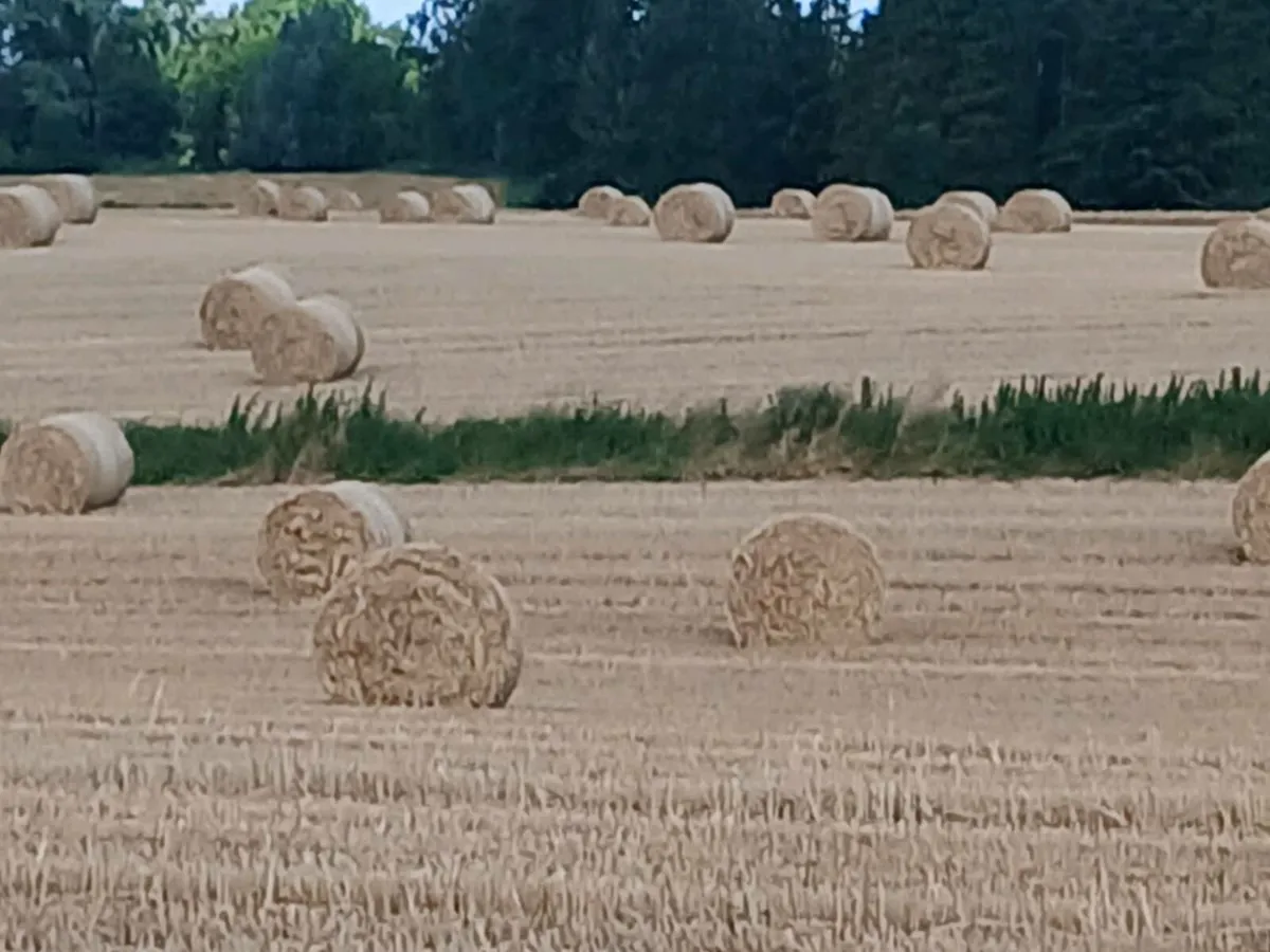Straw - Image 2