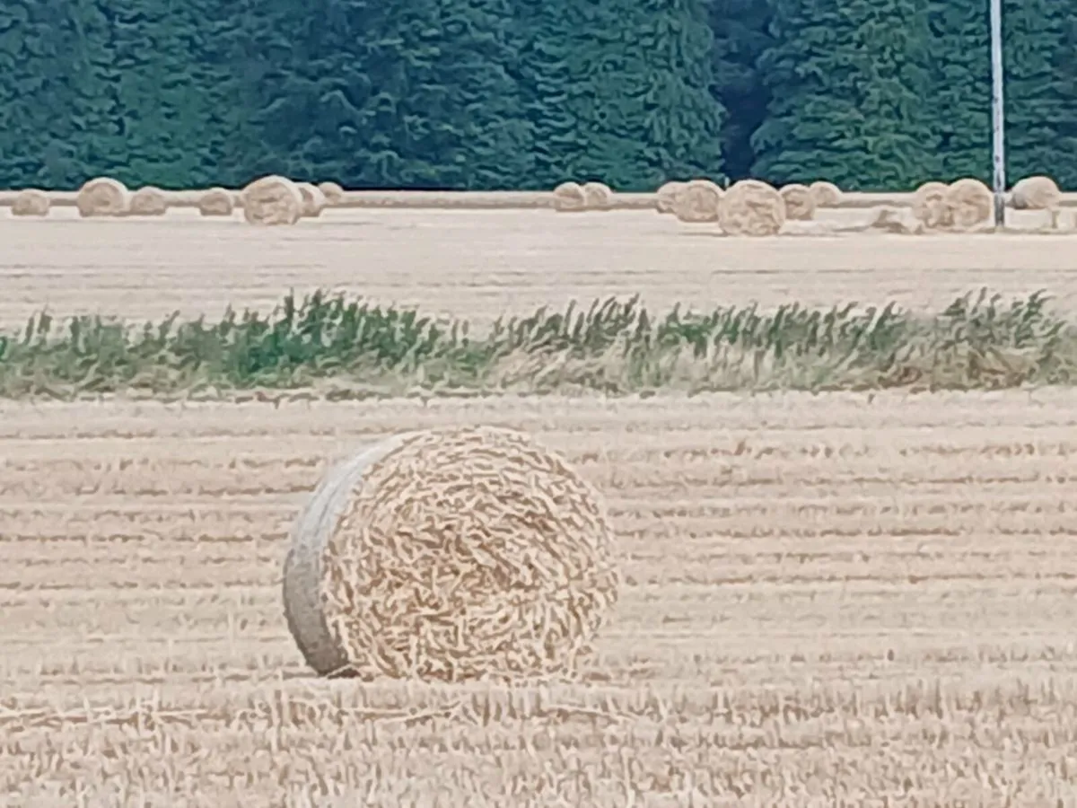Straw - Image 3