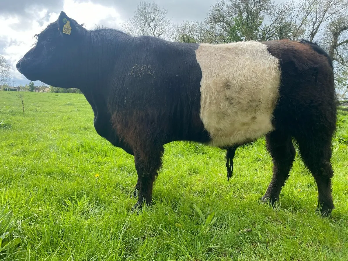 Organic Pedigree Registered Belted Galloway Bull - Image 1