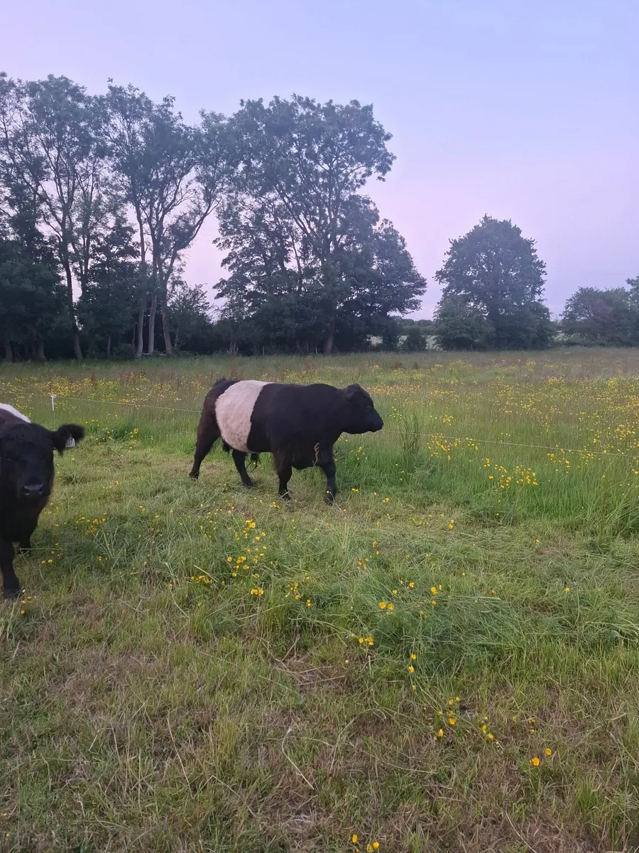 Organic Pedigree Registered Belted Galloway Bull - Image 2