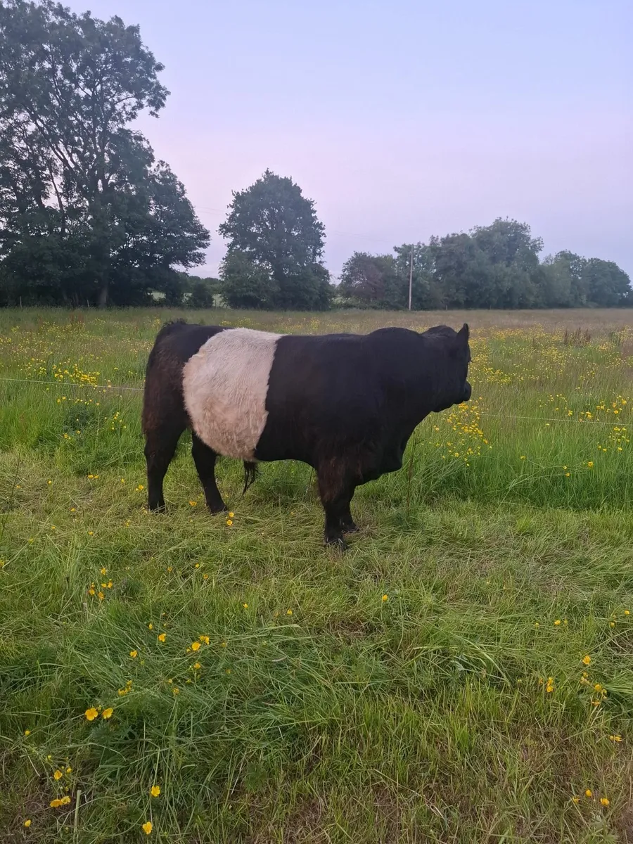 Organic Pedigree Registered Belted Galloway Bull - Image 3