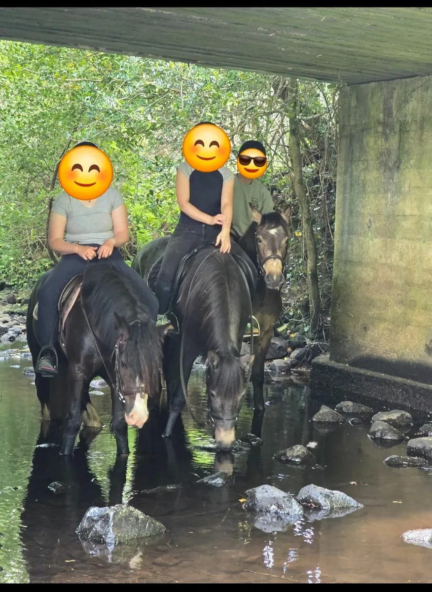 Connemara Pony - Image 2