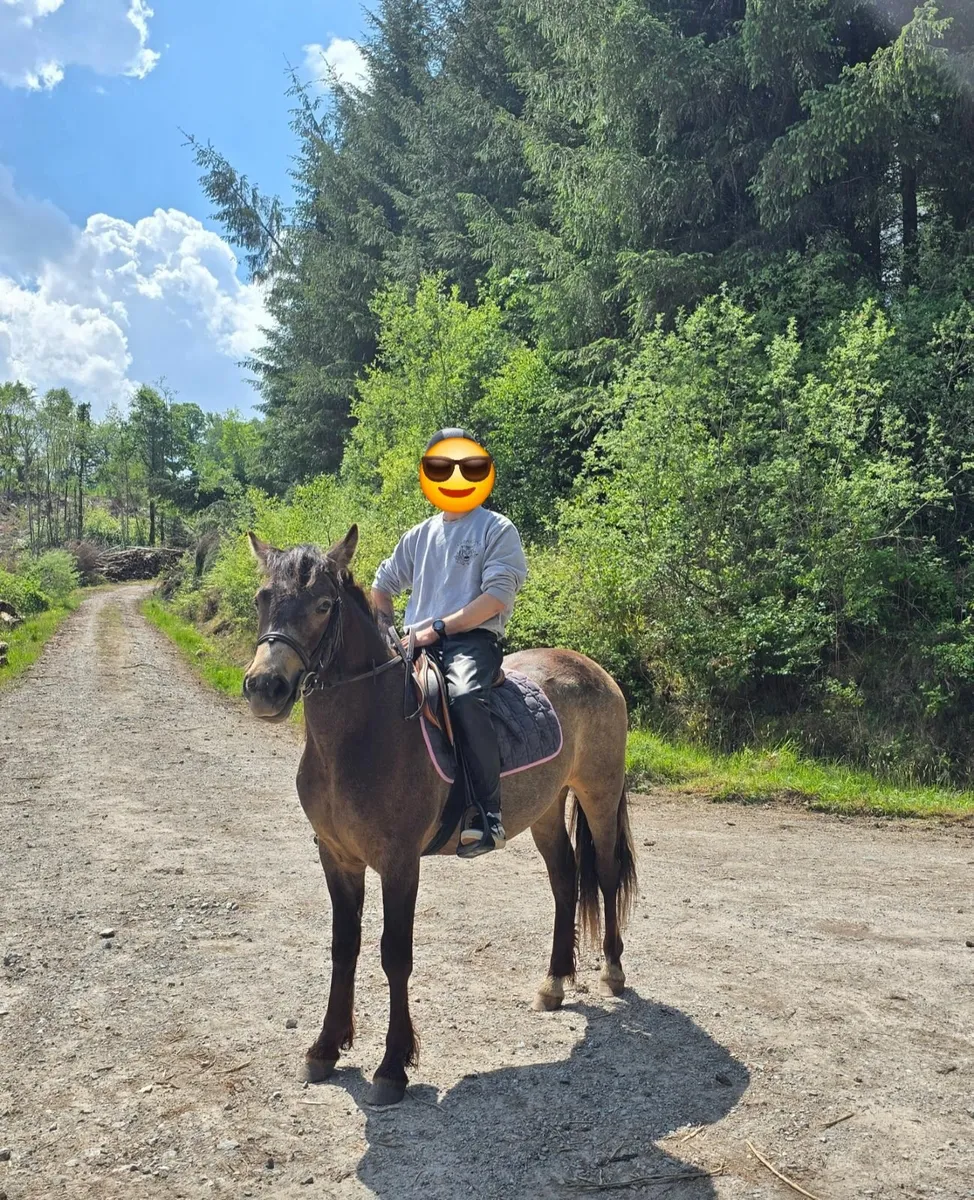 Connemara Pony - Image 3