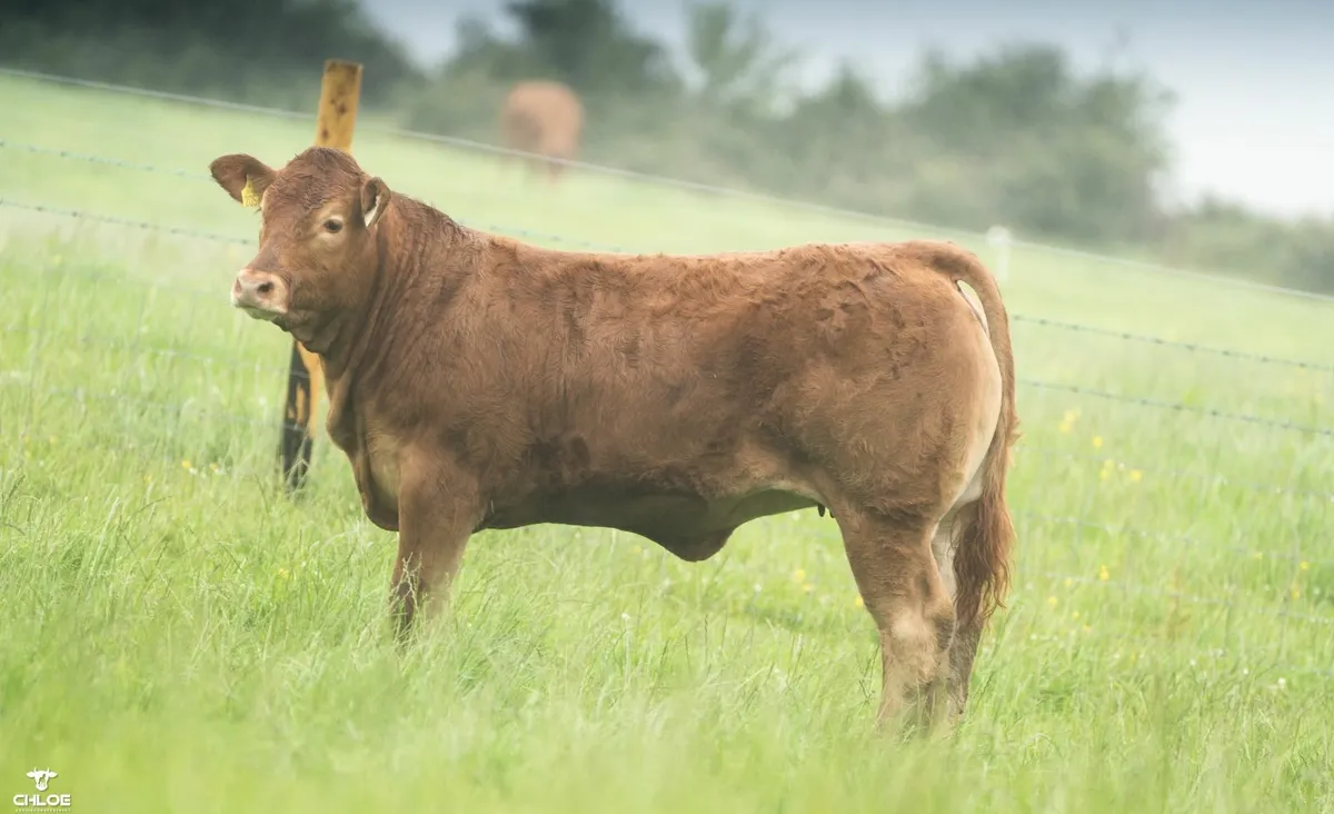 Pedigree Limousins- Carrowneden Production Sale - Image 2
