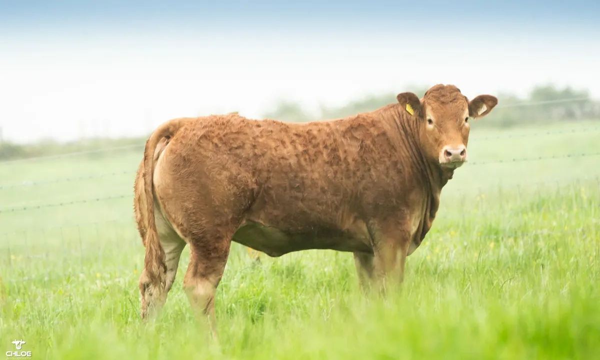 Pedigree Limousins- Carrowneden Production Sale - Image 3