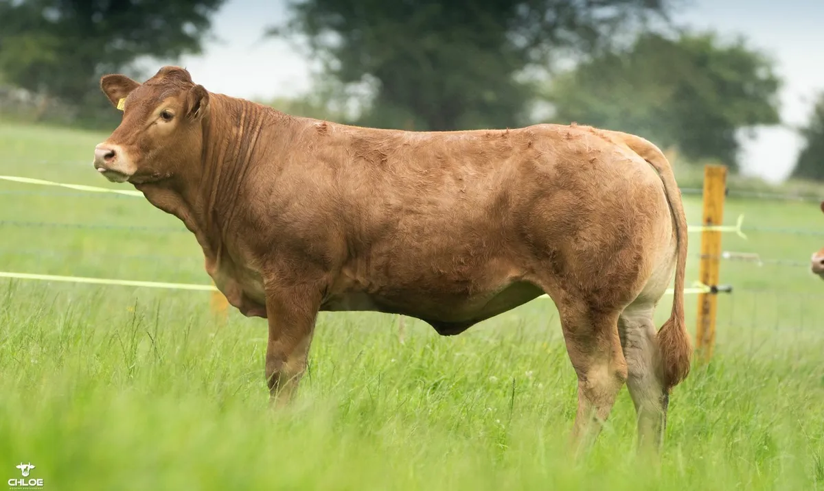 Pedigree Limousins- Carrowneden Production Sale - Image 1