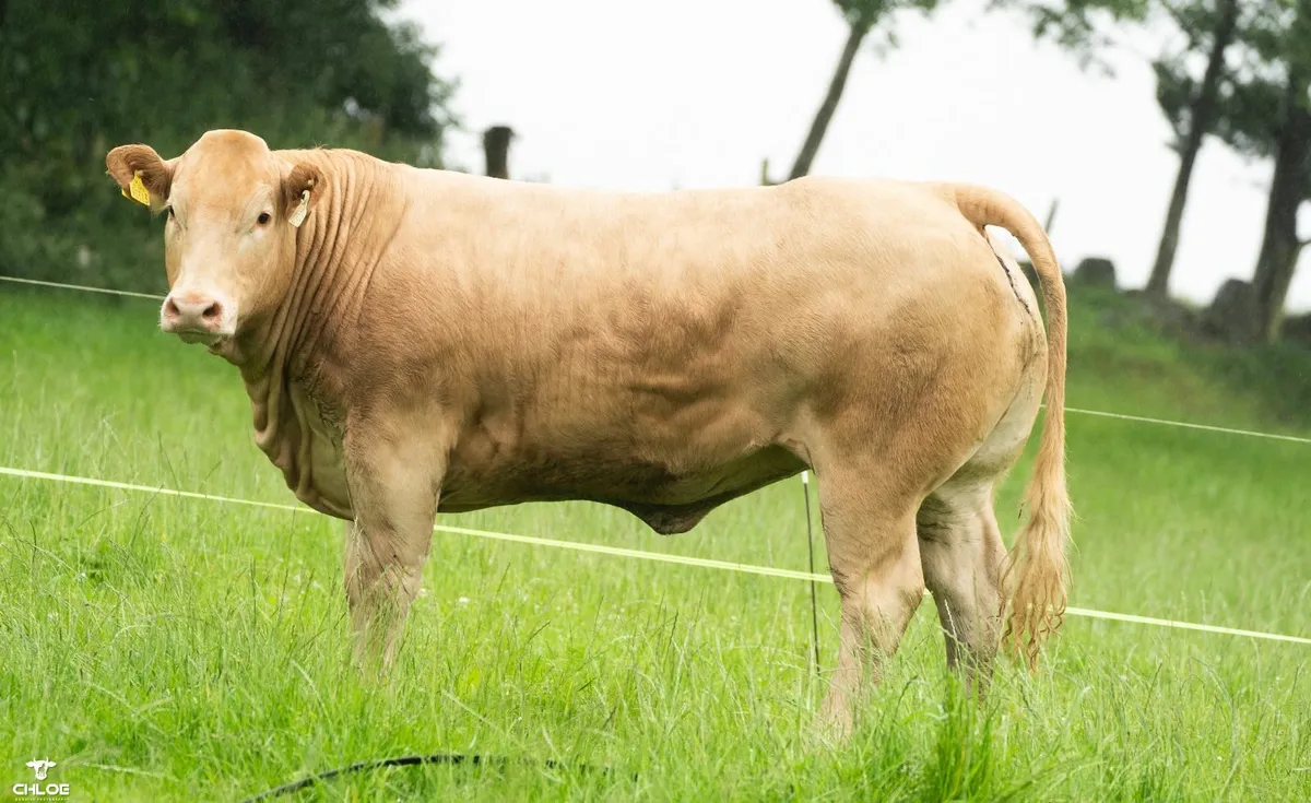 Pedigree Limousins- Carrowneden Production Sale - Image 4