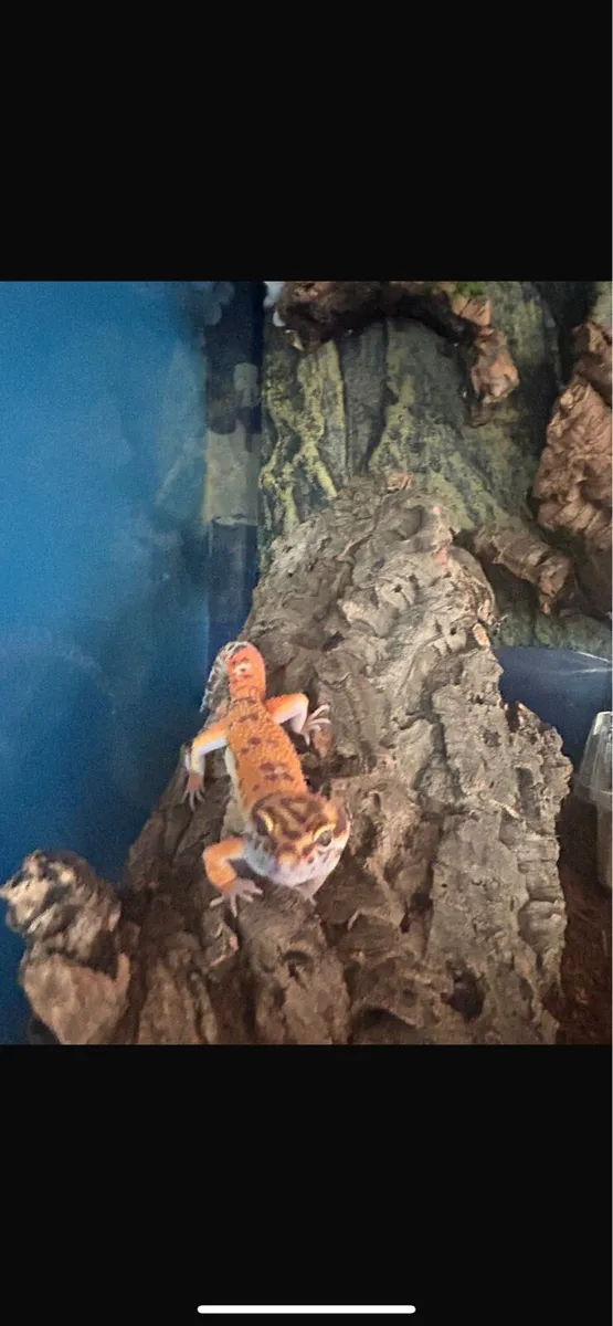 Leopard gecko - Image 1