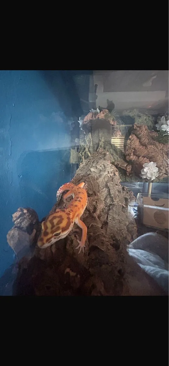 Leopard gecko - Image 2