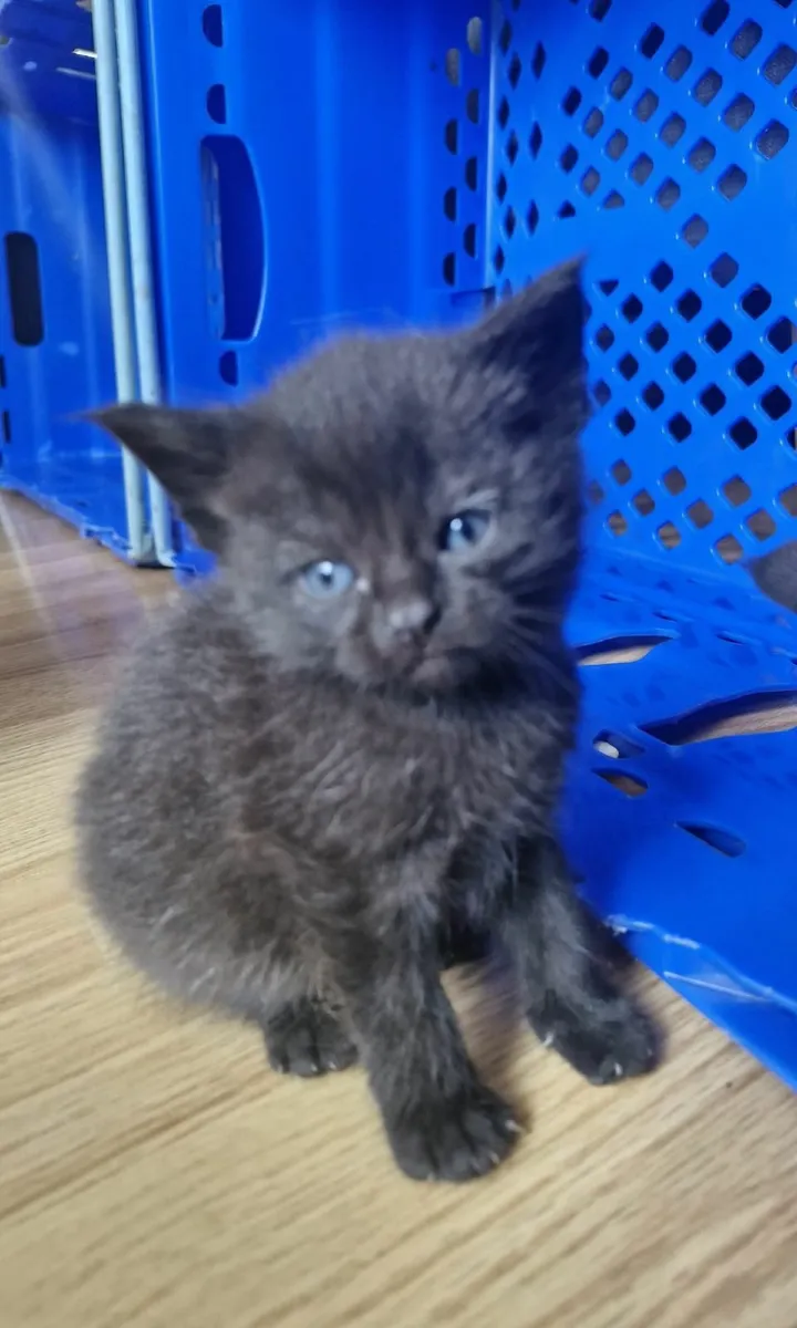 Mainecoon x Kittens - Image 2