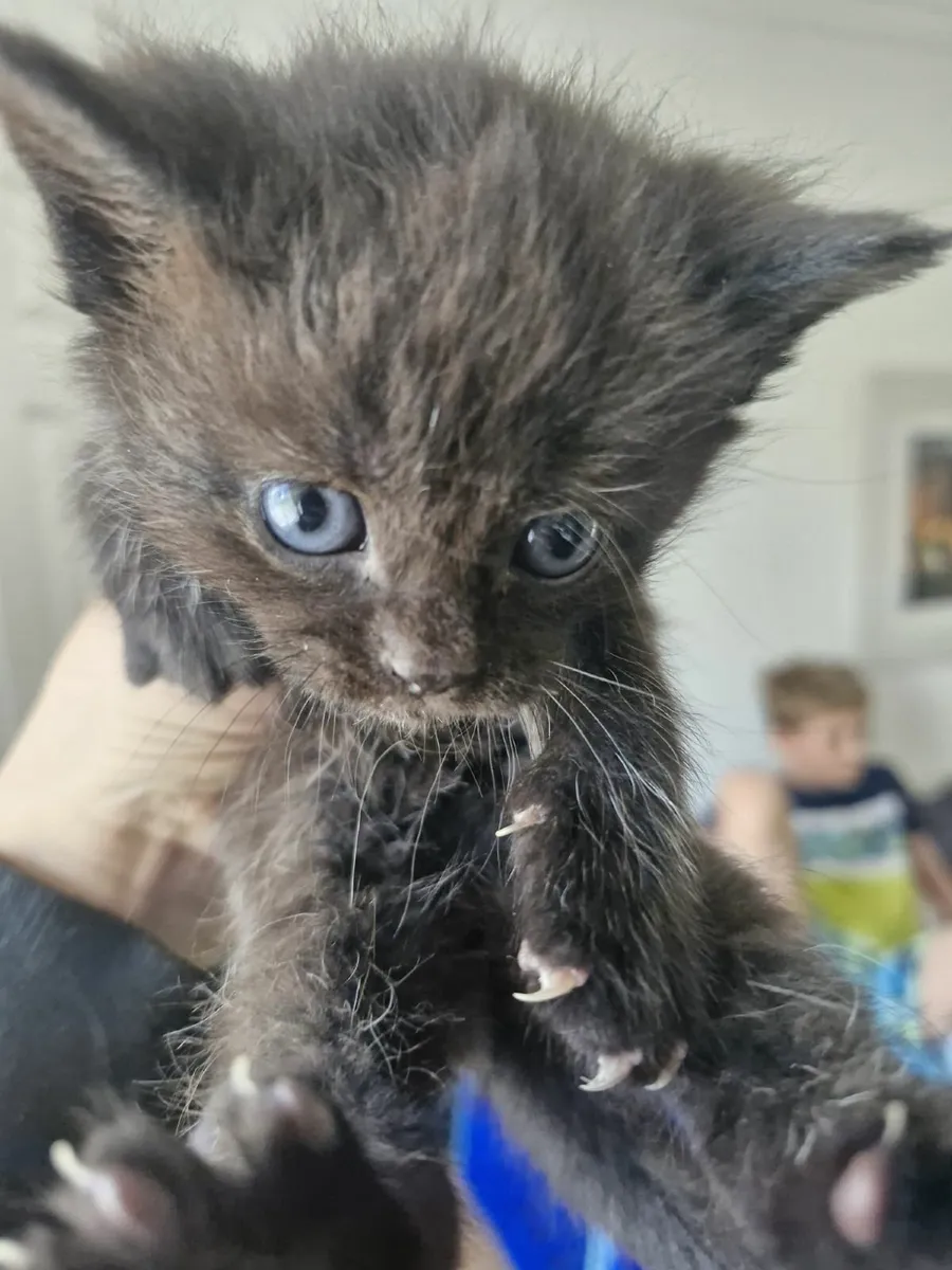 Mainecoon x Kittens - Image 3
