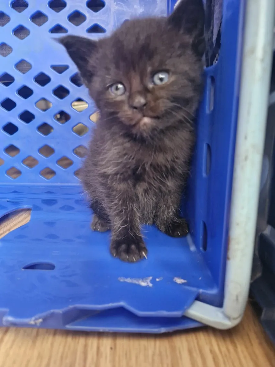Mainecoon x Kittens - Image 4