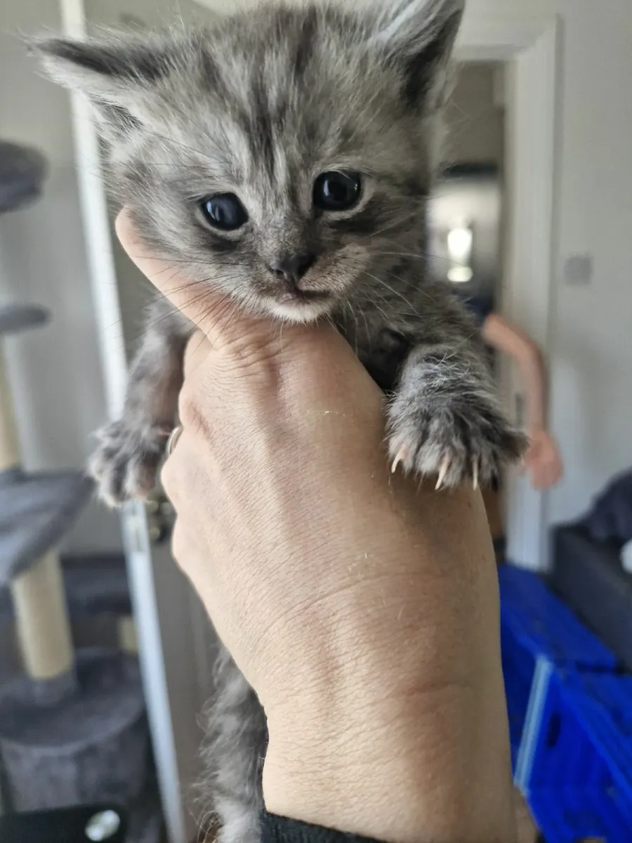 Mainecoon x Kittens - Image 1