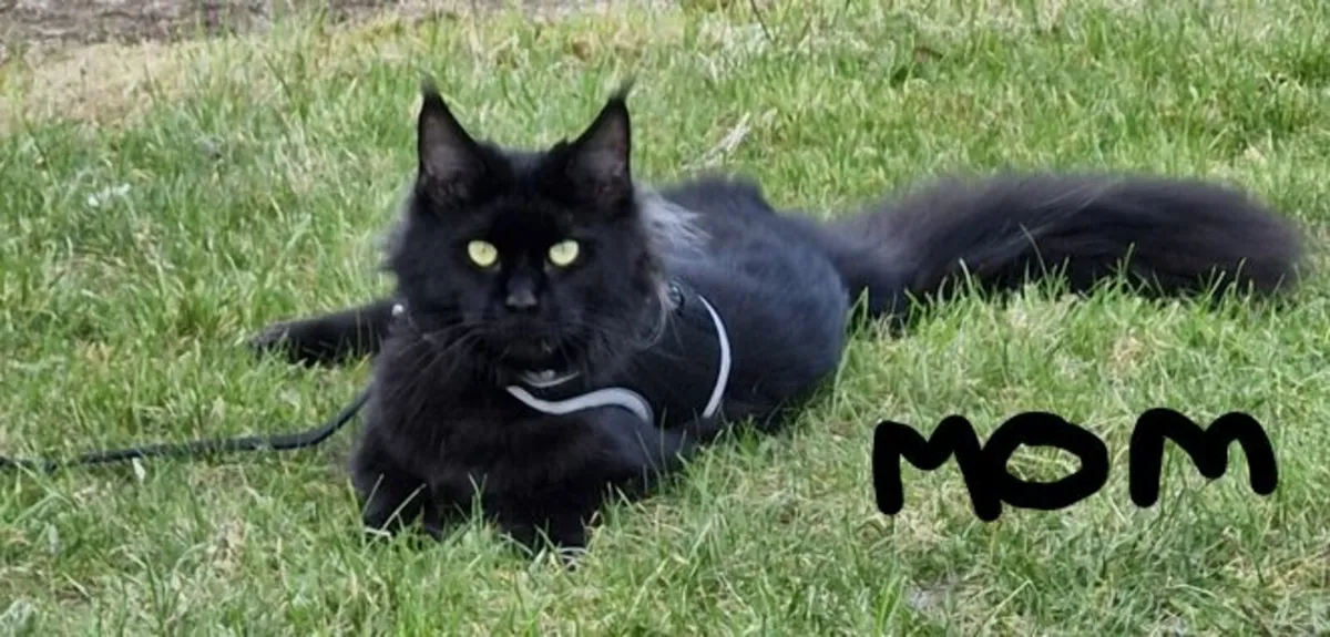 Mainecoon x British Short hair kittens 1 BOY LEFT - Image 2