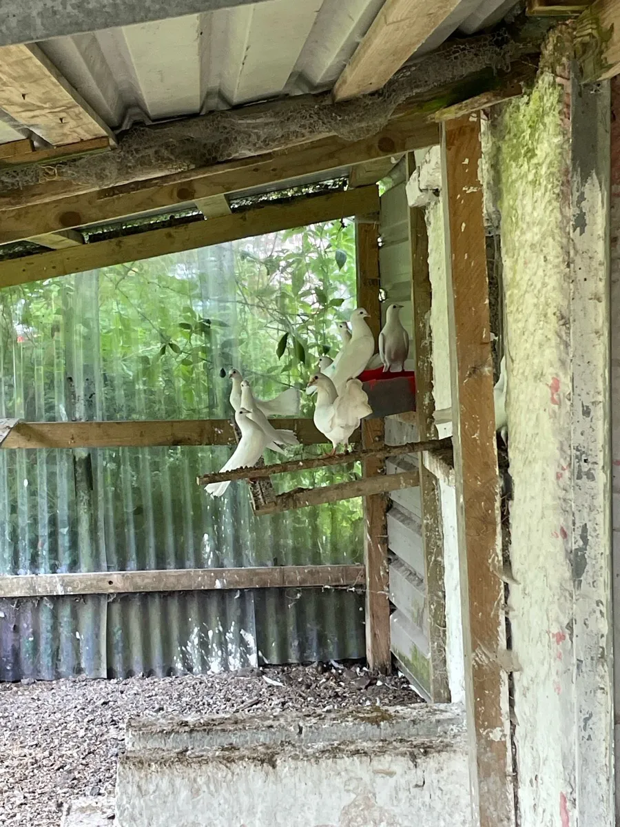 Fantail doves - Image 2