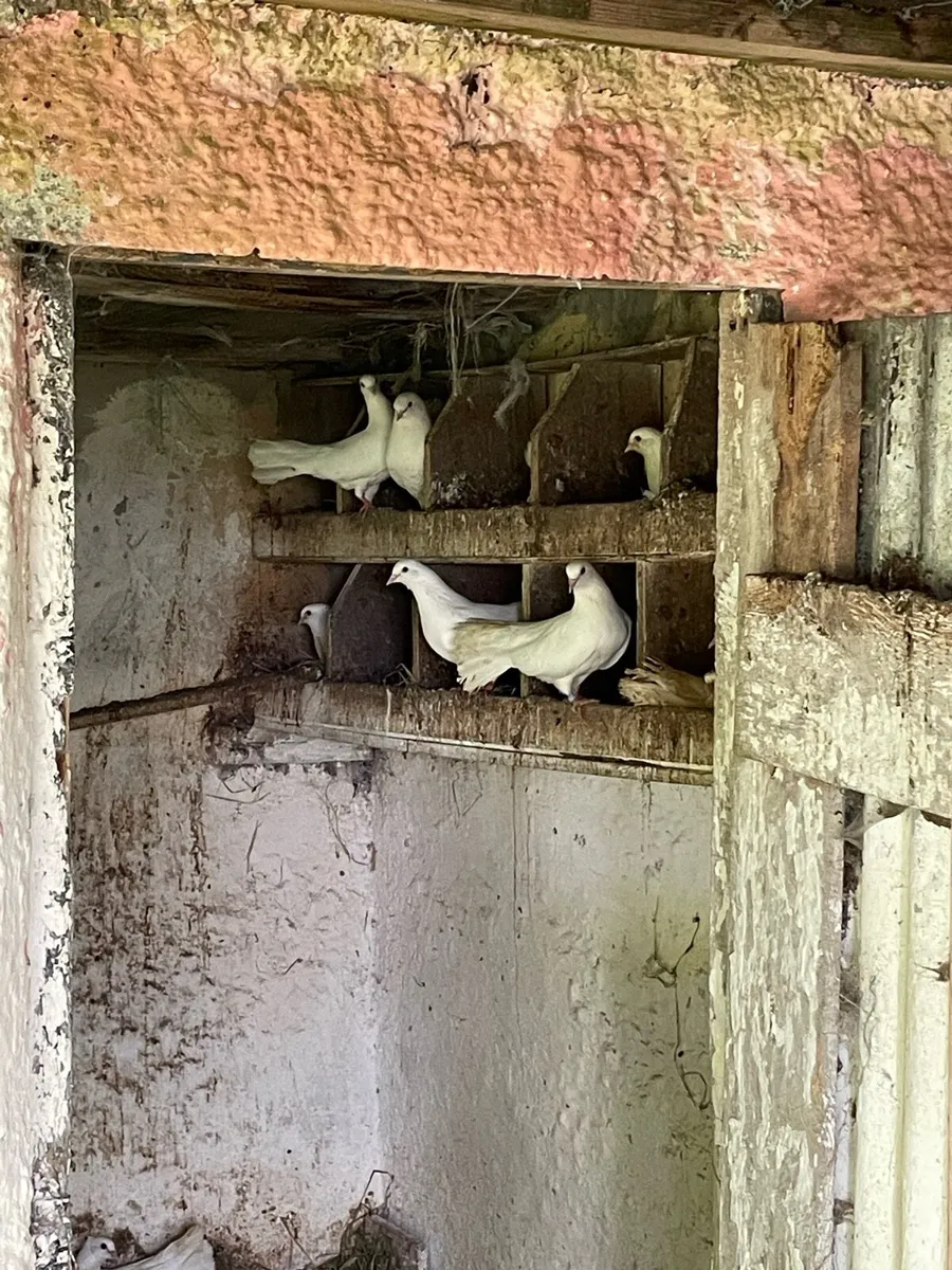 Fantail doves - Image 3