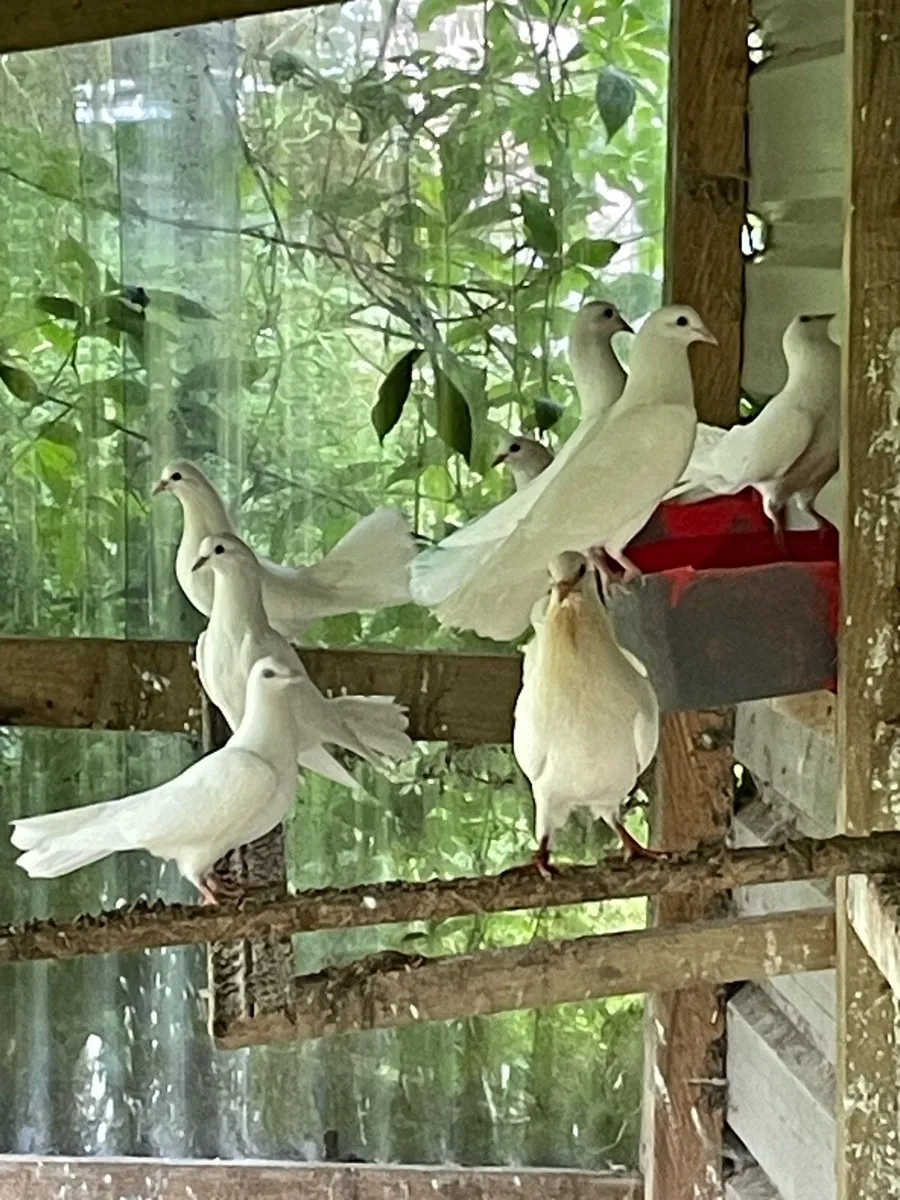 Fantail doves - Image 1