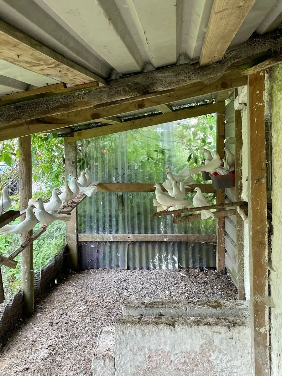 Fantail doves - Image 4