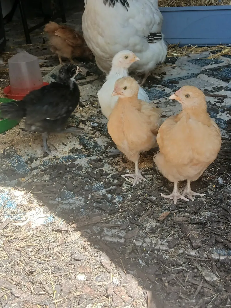 6 week old rooster chicks for sale - Image 1