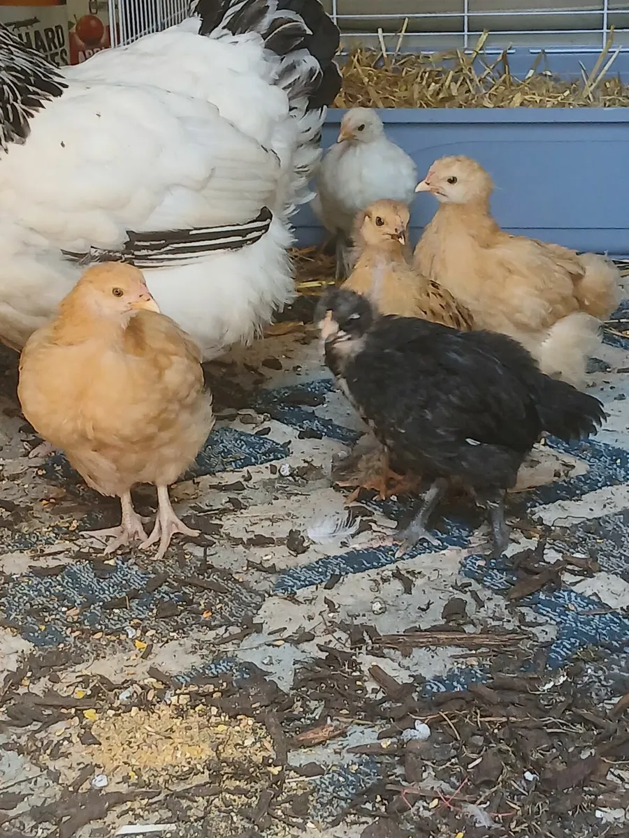 6 week old rooster chicks for sale - Image 2
