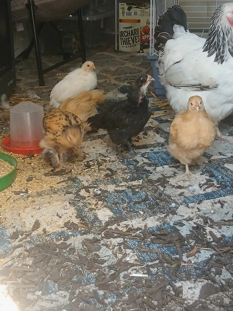 6 week old rooster chicks for sale - Image 3