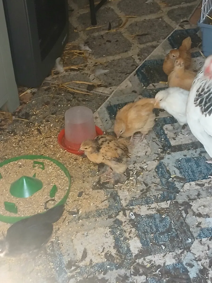 6 week old rooster chicks for sale - Image 4