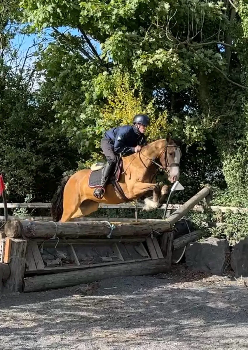 Smashing 14.2 4 year old gelding - Image 1