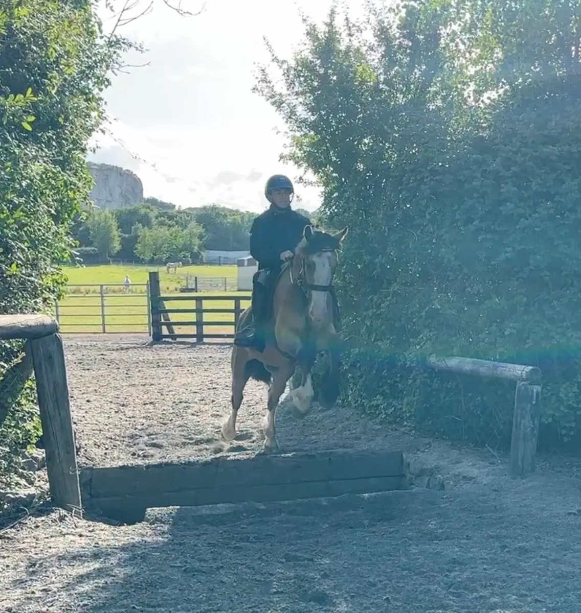 Smashing 14.2 4 year old gelding - Image 2