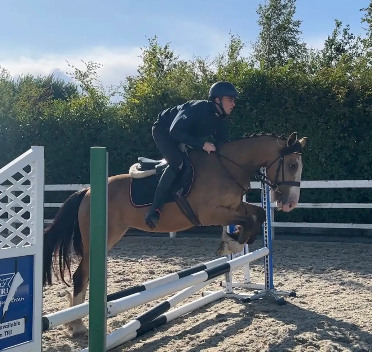 Smashing 14.2 4 year old gelding - Image 3