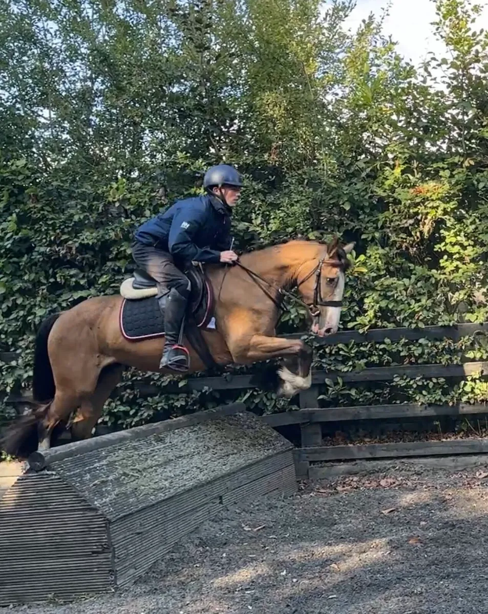 Smashing 14.2 4 year old gelding - Image 4